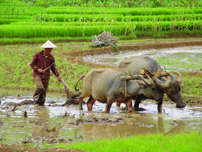 On the Paddy-field