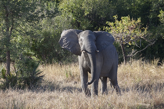 Gorongosa - Manada de Elefantes - Foto de Claudia Aranda 16