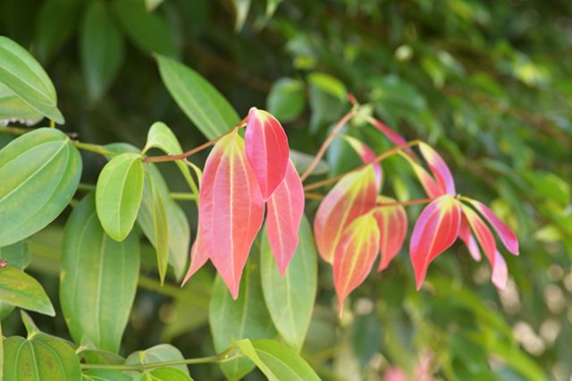 7_Ficus rumphii - Revista Macau