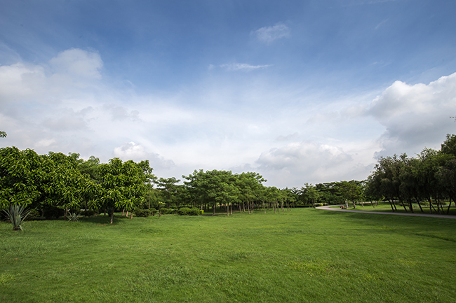 Dongguan Yanling Wetland Park grassland and blue sky and white clouds background